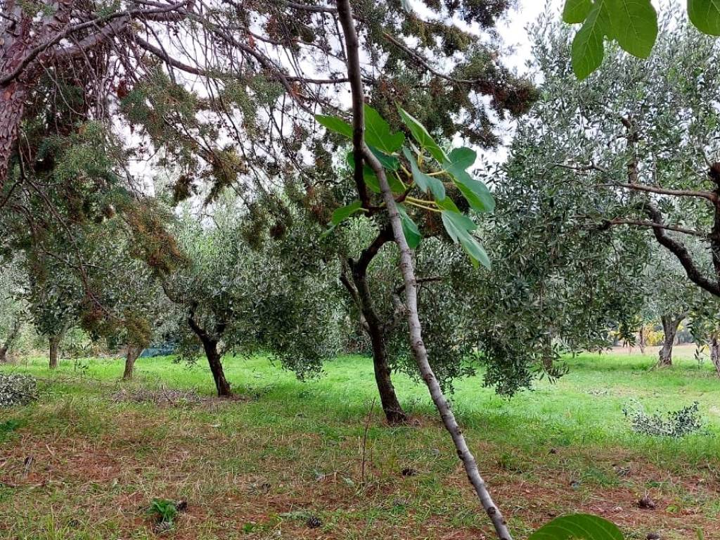 Rustico / casale a Monte san vito in Via Santi Neri - Foto 4