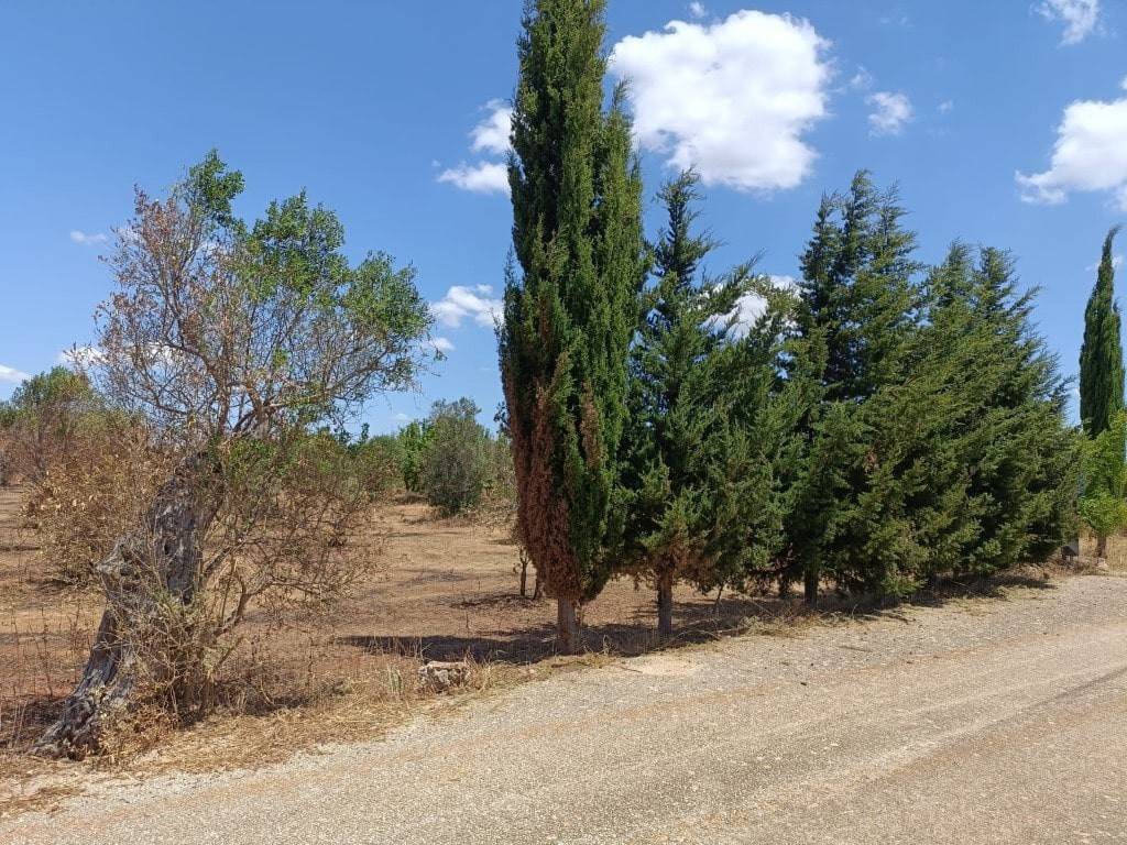 Terreno a Ugento in C.da Vanini, / - Foto 3