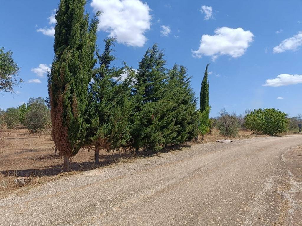 Terreno a Ugento in C.da Vanini, / - Foto 5