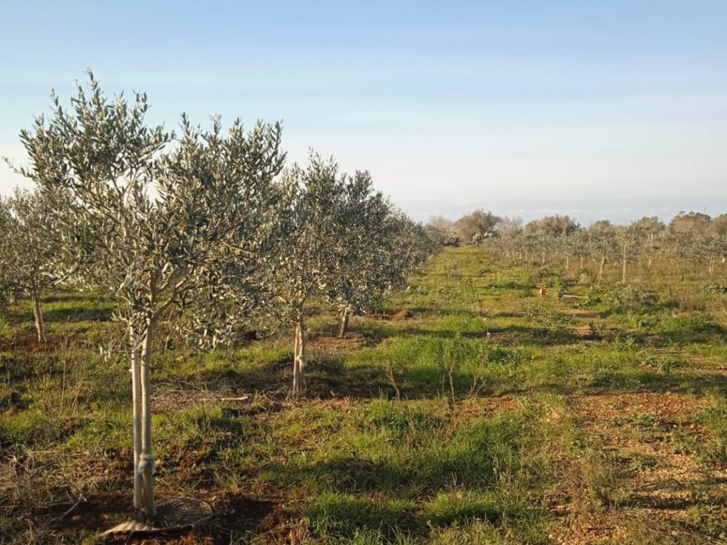 Terreno a Alessano - Foto 2