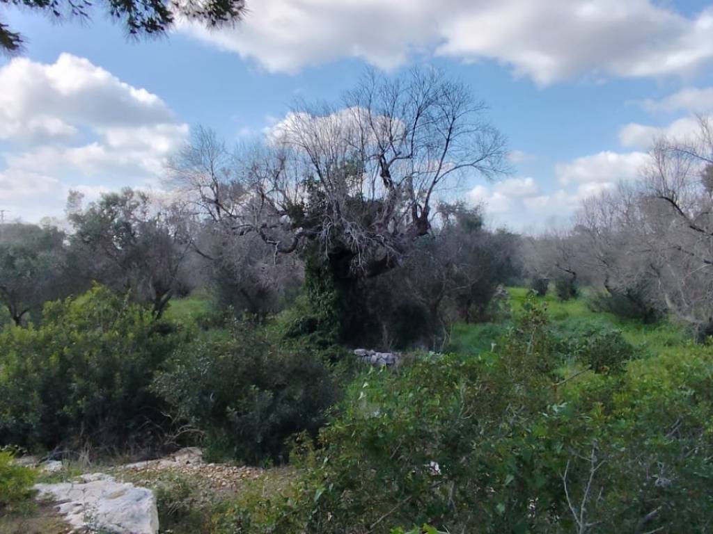 Rustico / casale a Morciano di leuca in SS274 - Foto 2