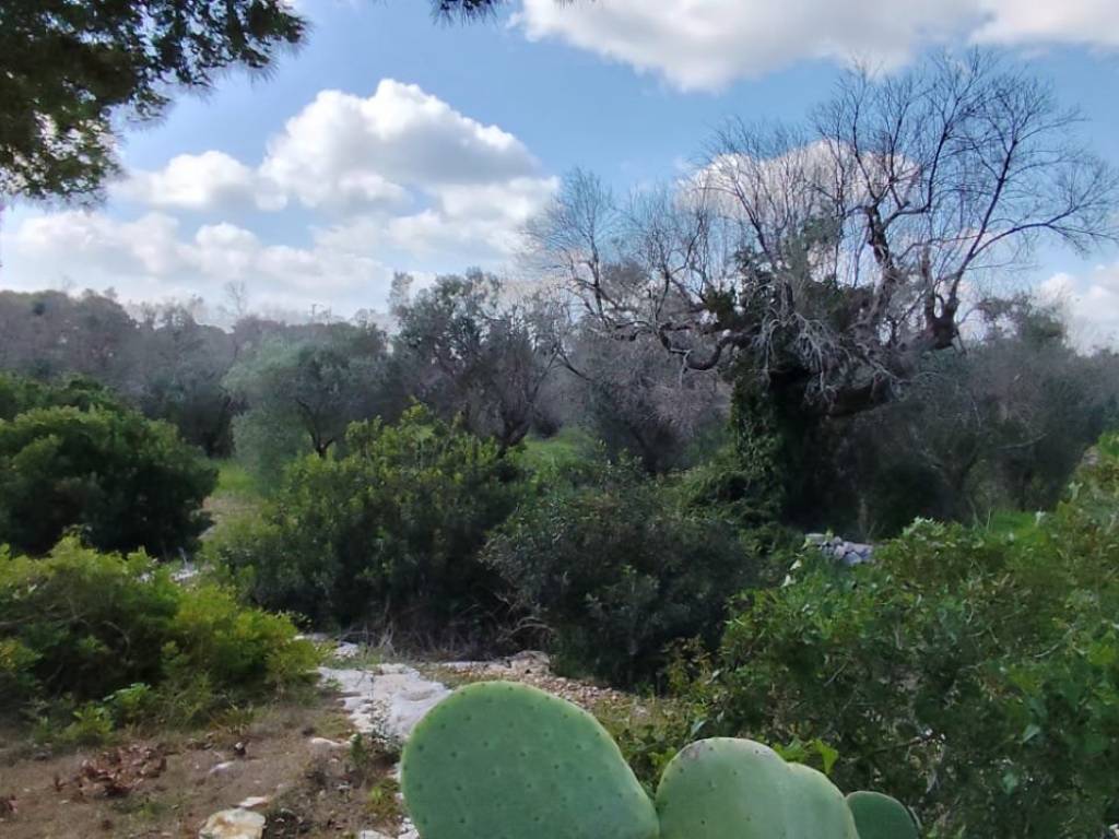 Rustico / casale a Morciano di leuca in SS274 - Foto 3
