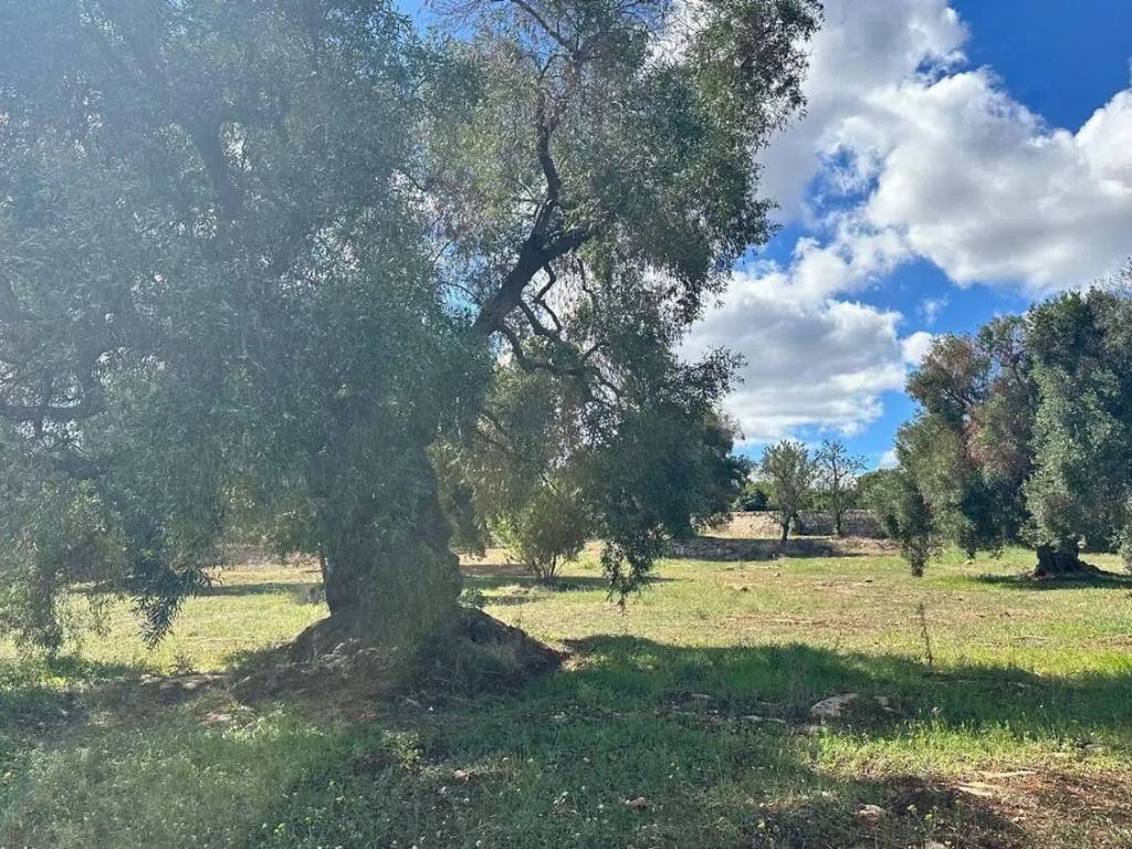 Terreno a Carovigno in Strada Provinciale 34 S.N.C. - Foto 4