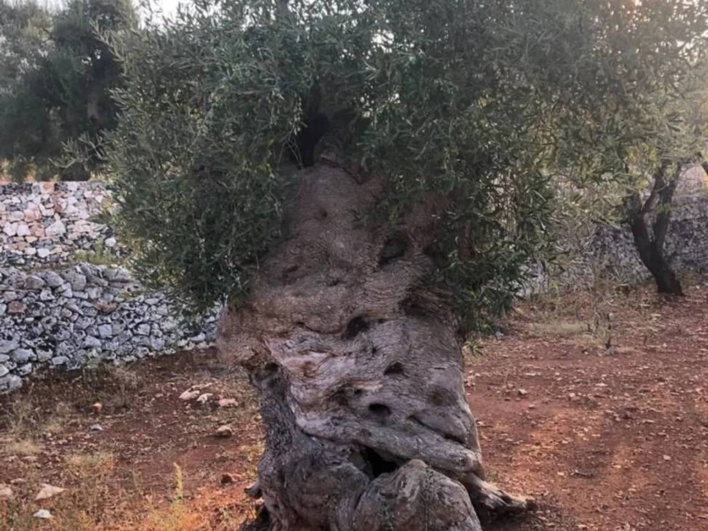 Rustico / casale a Ostuni in Strada Provinciale 21 S.N.C. - Foto 2