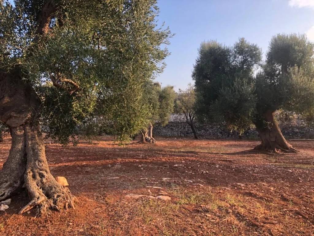 Rustico / casale a Ostuni in Strada Provinciale 21 S.N.C. - Foto 3