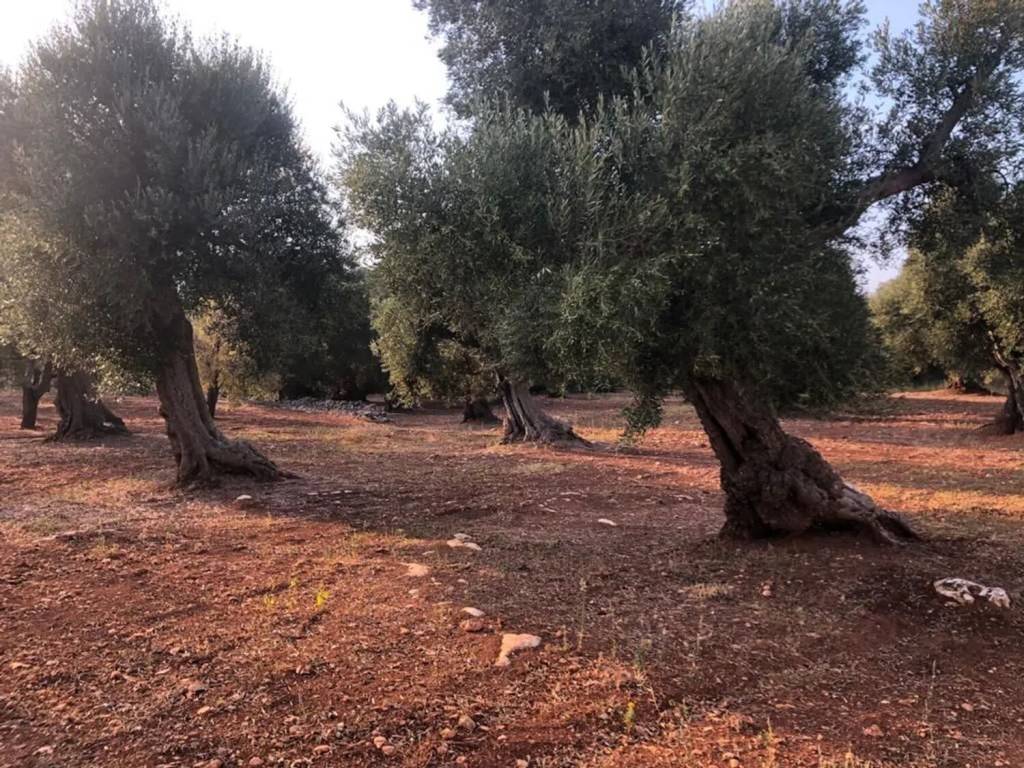 Rustico / casale a Ostuni in Strada Provinciale 21 S.N.C. - Foto 4