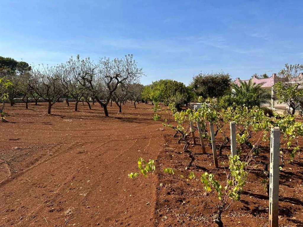 Villa a San michele salentino in Contrada Sardella S.N.C. - Foto 3