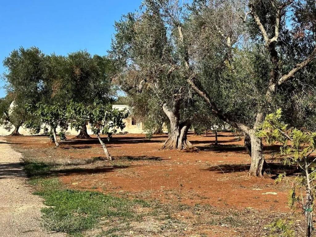 Villa a San michele salentino in Strada Provinciale 48 S.N.C. - Foto 4