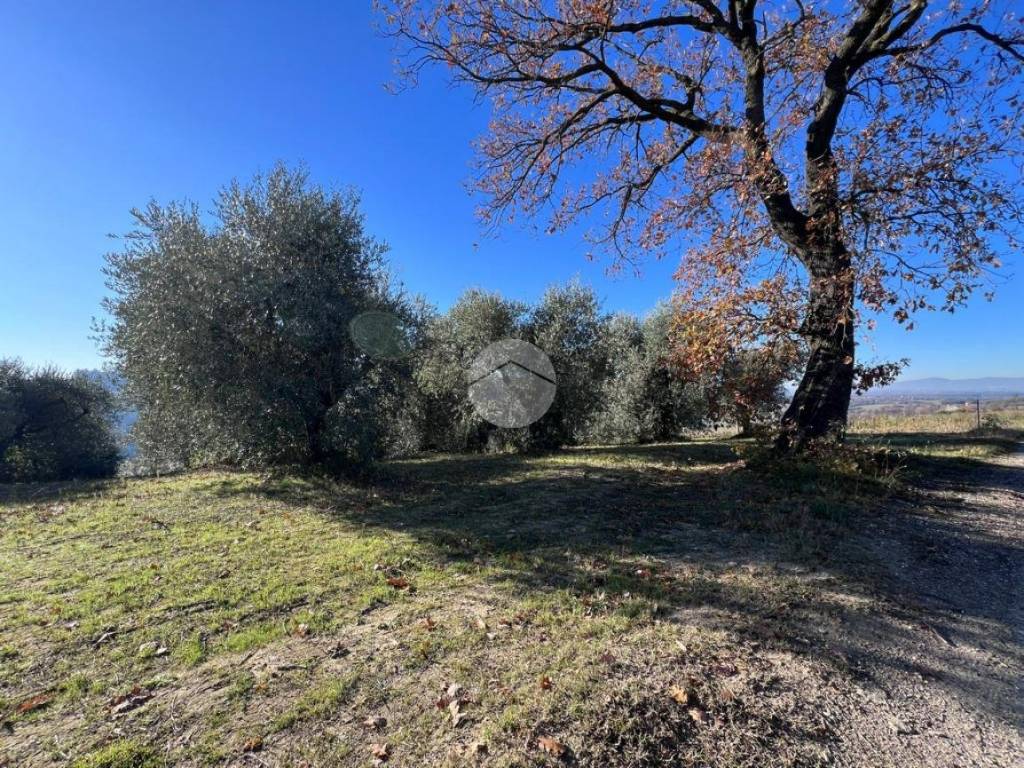Terreno a Collevecchio in VIA COLLI - Foto 2