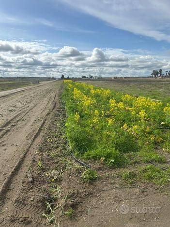 Terreno a Barletta - Foto 2