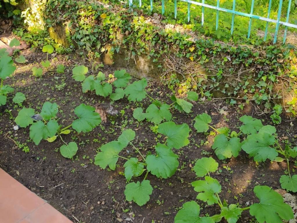 Villa a Marliana - Foto 4