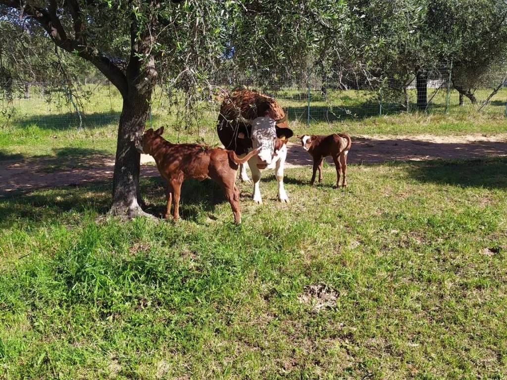 Terreno a Ceriale in Via Nostra Signora Delle Grazie - Foto 2