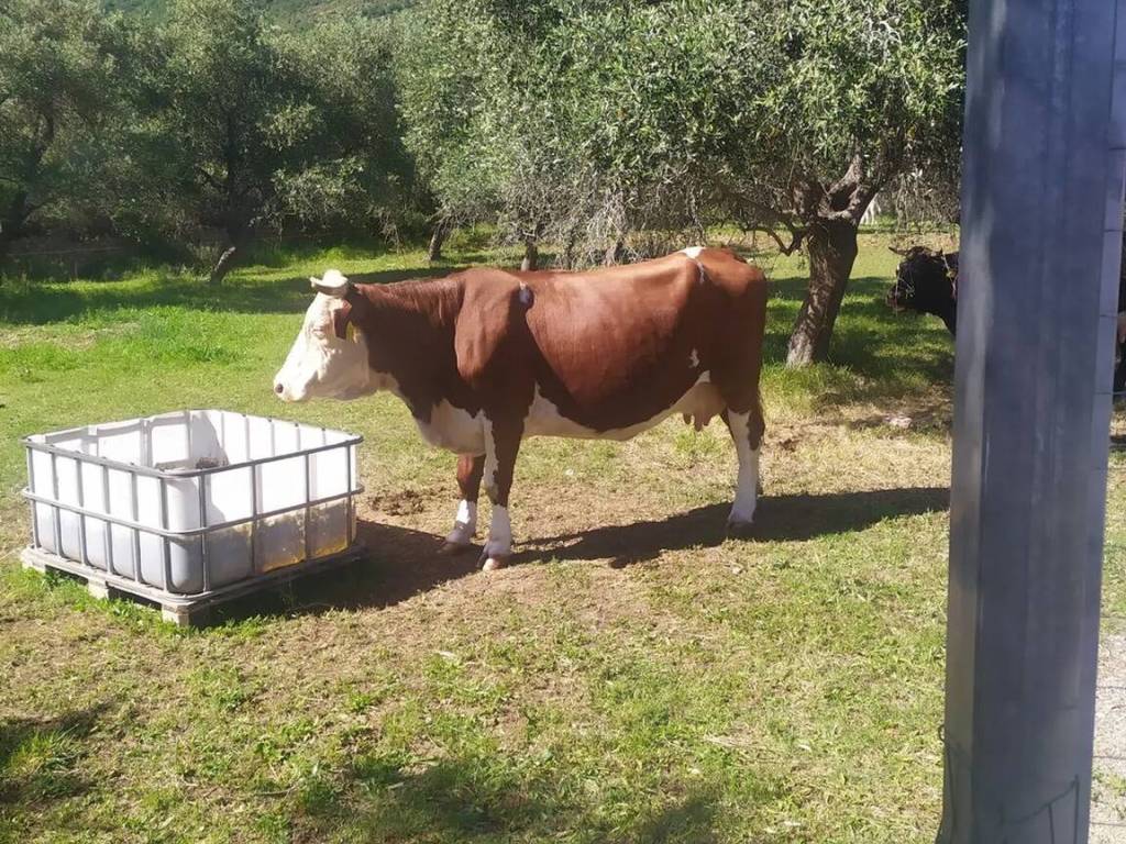 Terreno a Ceriale in Via Nostra Signora Delle Grazie - Foto 3