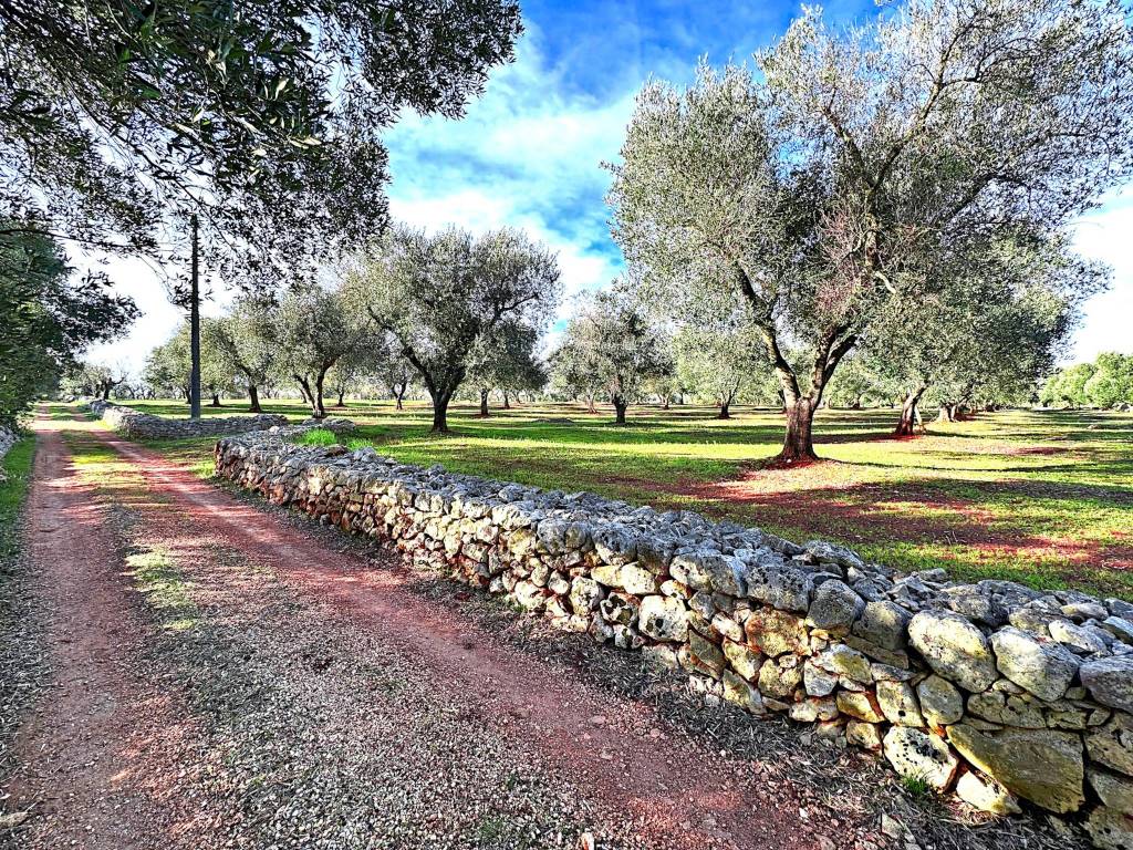 Terreno a Ostuni in Contrada Donnagnora - Foto 2
