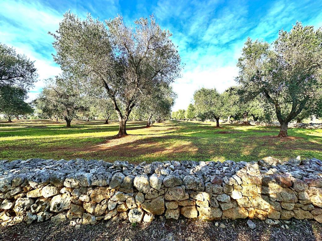 Terreno a Ostuni in Contrada Donnagnora - Foto 3