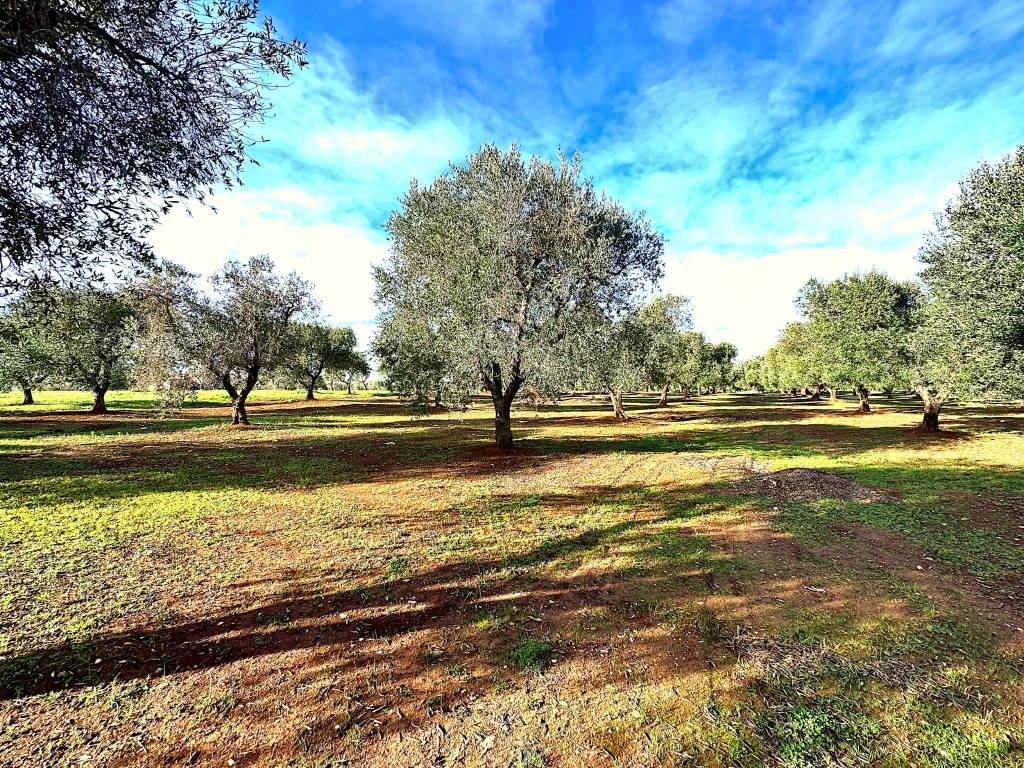 Terreno a Ostuni in Contrada Donnagnora - Foto 4