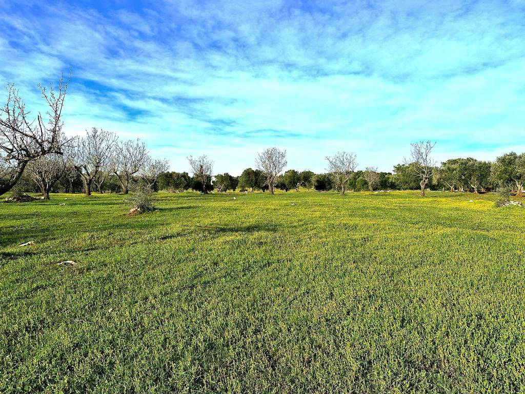 Terreno a Ostuni in Contrada Donnagnora - Foto 5