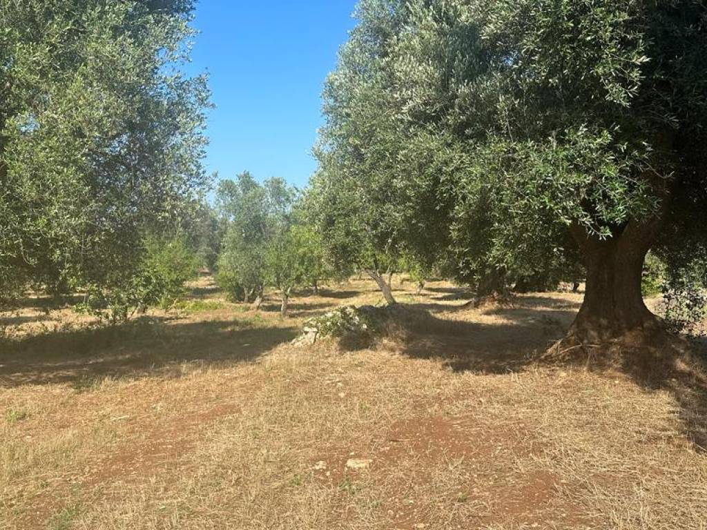 Terreno a Ostuni in Contrada Pezza di Ferro, 7 - Foto 2