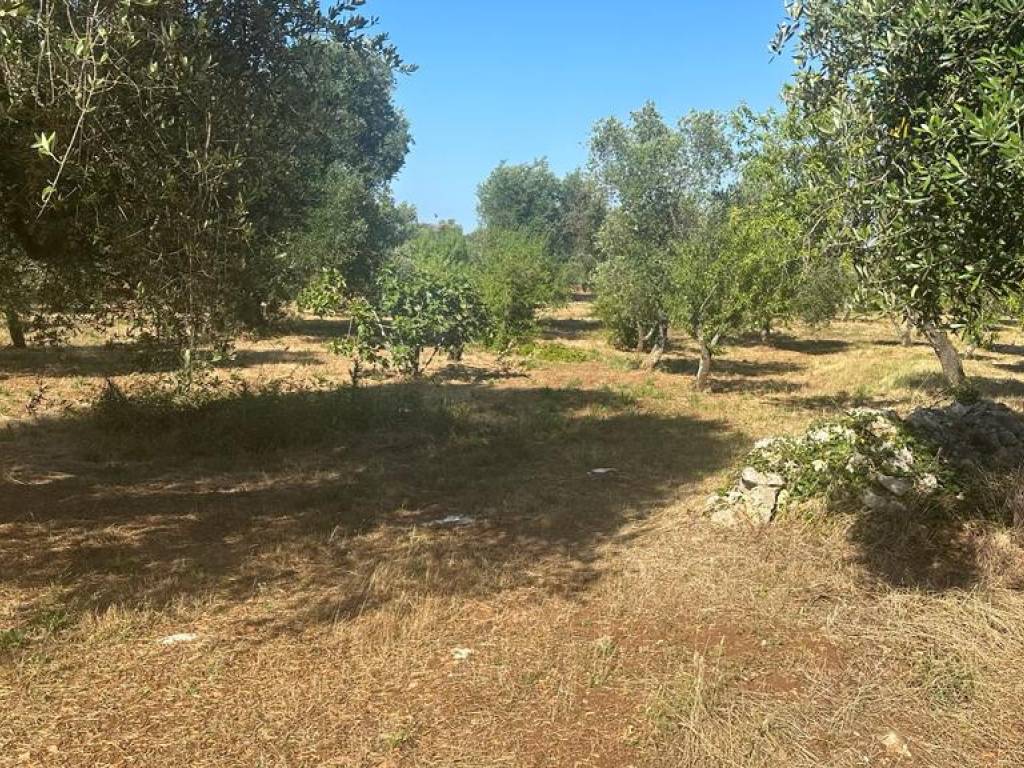 Terreno a Ostuni in Contrada Pezza di Ferro, 7 - Foto 3
