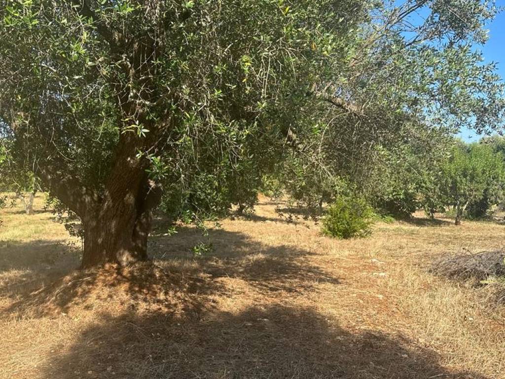 Terreno a Ostuni in Contrada Pezza di Ferro, 7 - Foto 4
