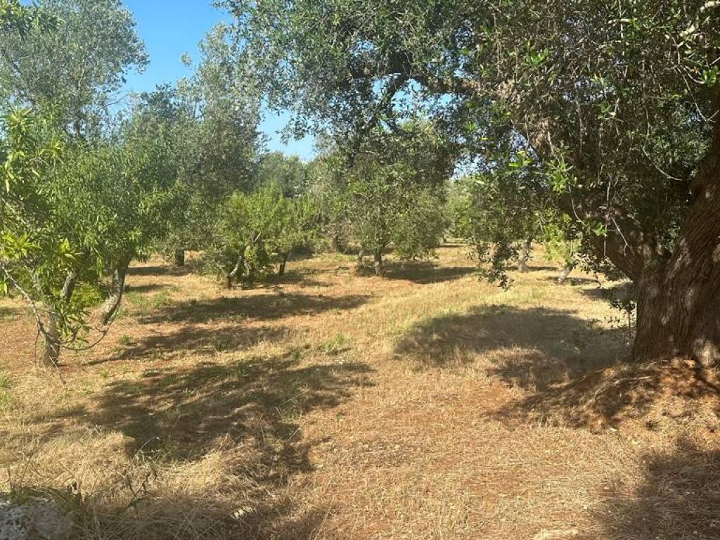 Terreno a Ostuni in Contrada Pezza di Ferro, 7 - Foto 5