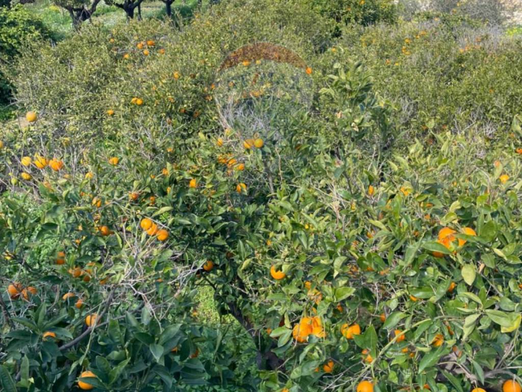 Rustico / casale a Scicli in CONTRADA PIANO GRANDE - Foto 2