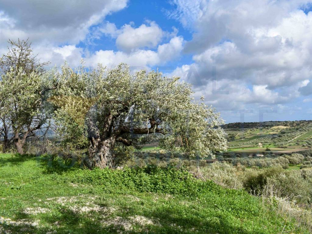 Terreno a Noto in Via Tommaso Fazello, 228 - Foto 4