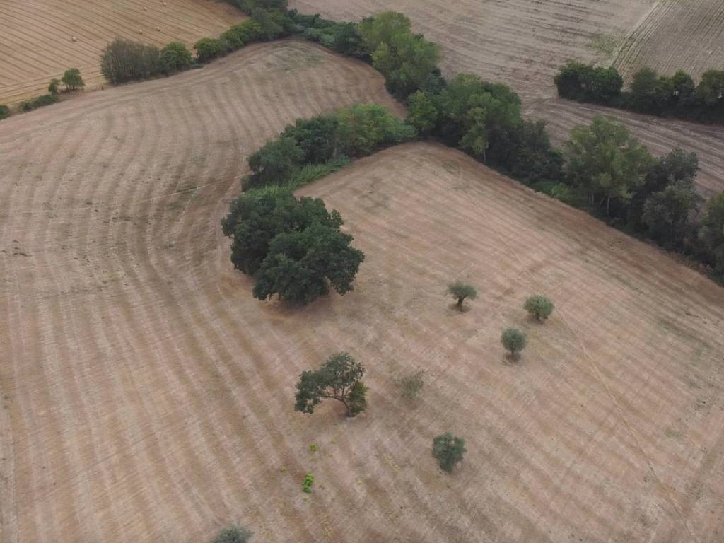 Terreno a Massignano in Contrada San Pietro - Foto 5