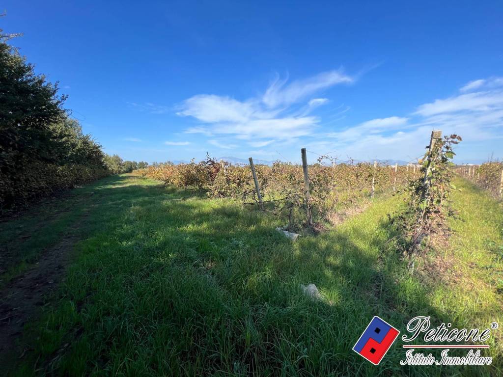 Terreno a Cellole - Foto 5