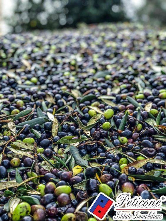 Terreno a Fondi in VIA CESULO - Foto 3
