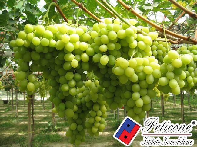 Terreno a Fondi in VIA CESULO - Foto 4