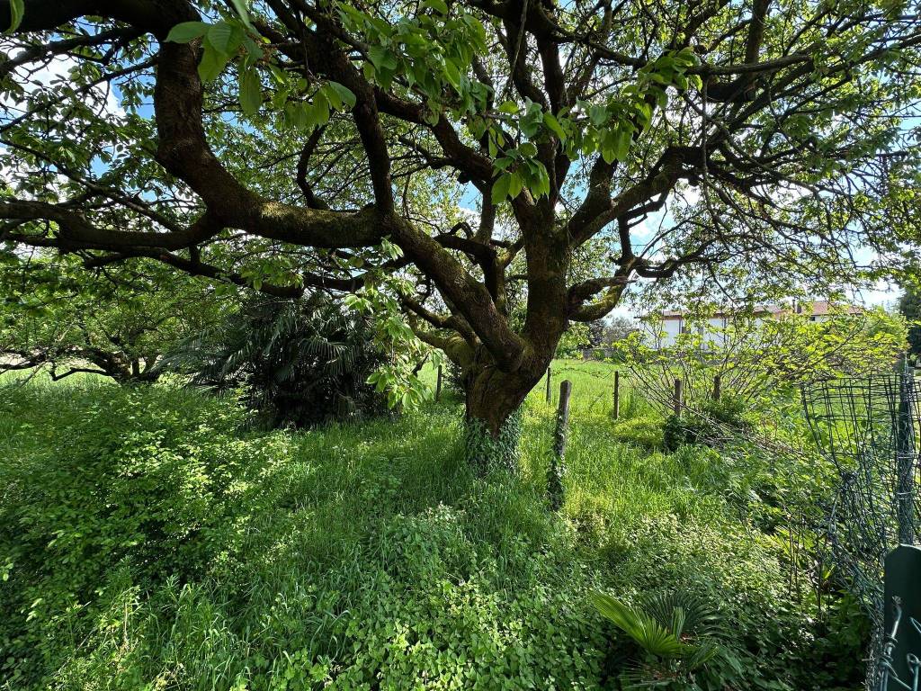 Terreno a Cardano al campo in Via Lazzaretto - Foto 4