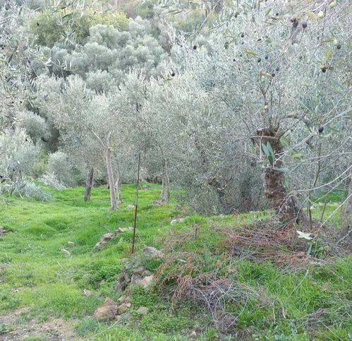 Rustico / casale a Cipressa in Via Provinciale - Foto 2