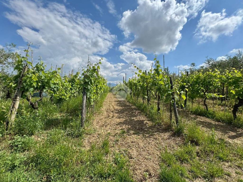 Terreno a Carmignano in Via Baccheretana, 350 - Foto 3