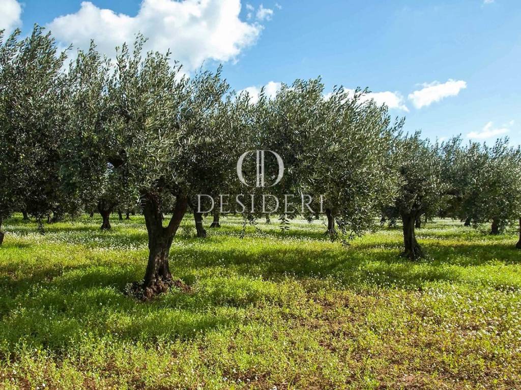 Terreno a Roccastrada - Foto 2