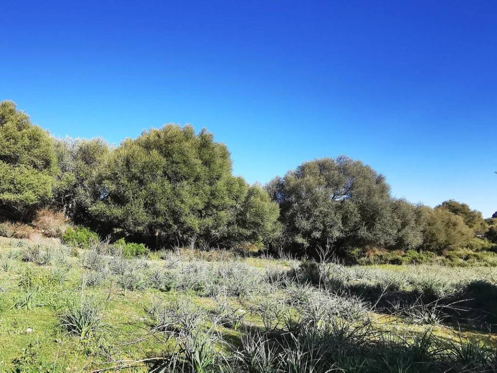 Terreno a Oliena - Foto 2