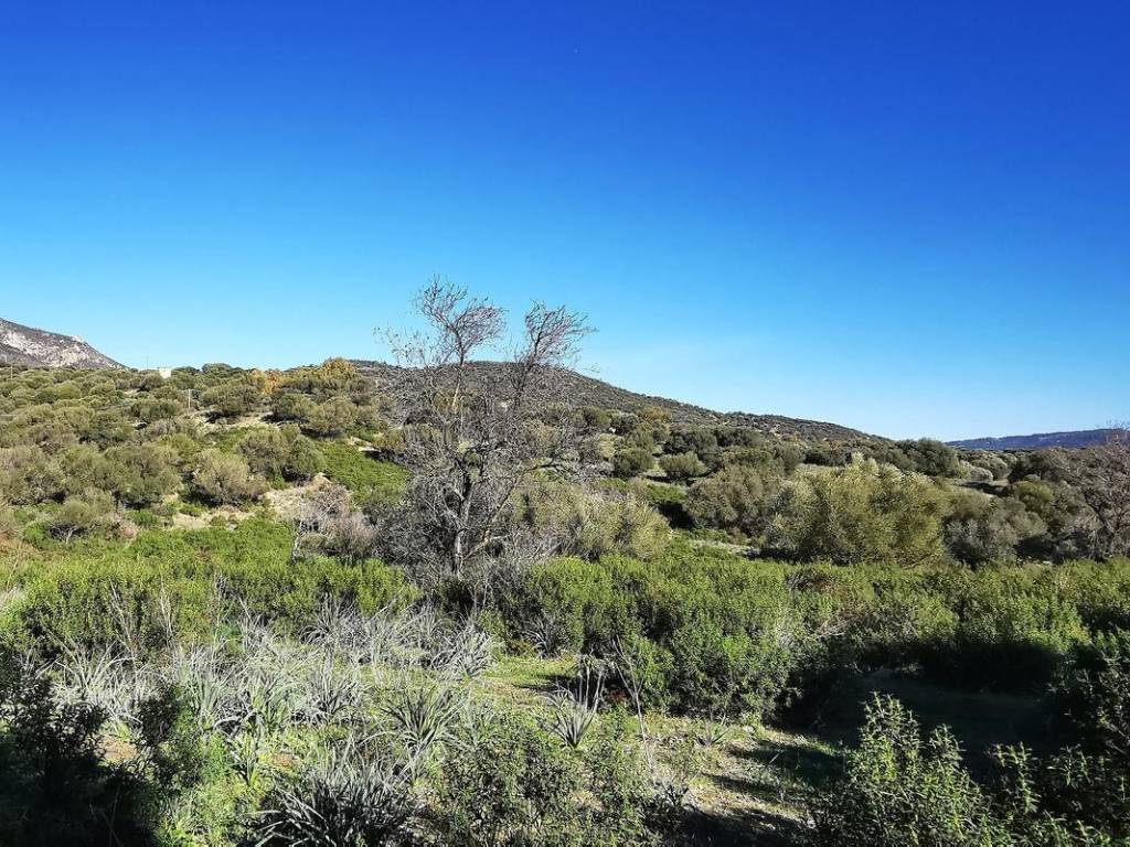 Terreno a Oliena - Foto 3