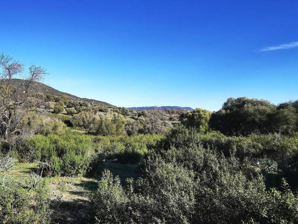 Terreno a Oliena - Foto 4