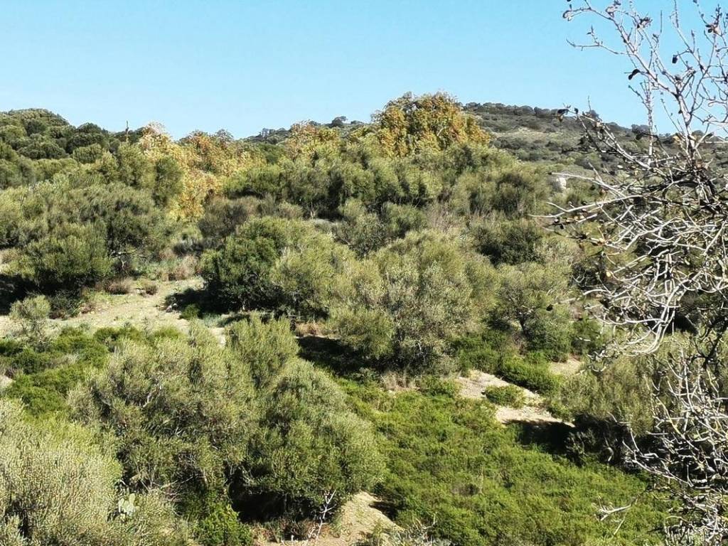 Terreno a Oliena - Foto 5