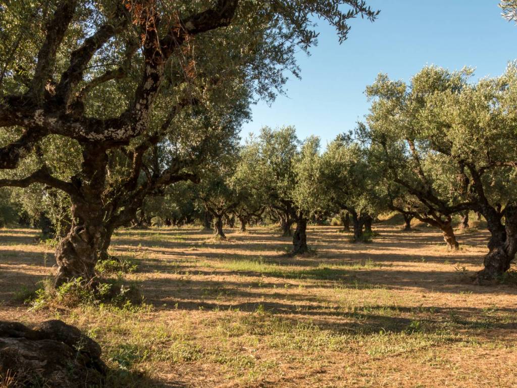 Terreno a Manduria in Contrada Marroco - Foto 2