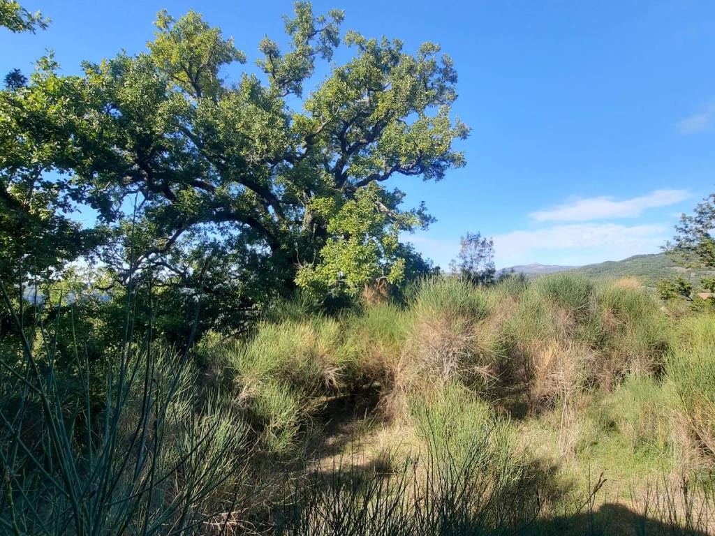 Terreno a Semproniano in Strada Provinciale per Rocchette - Foto 5