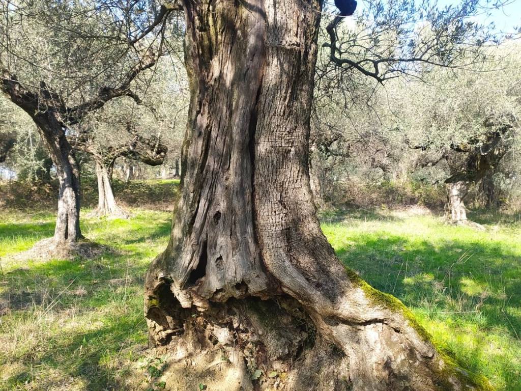 Terreno a Loreto aprutino in Contrada Marzengo, 4 - Foto 3