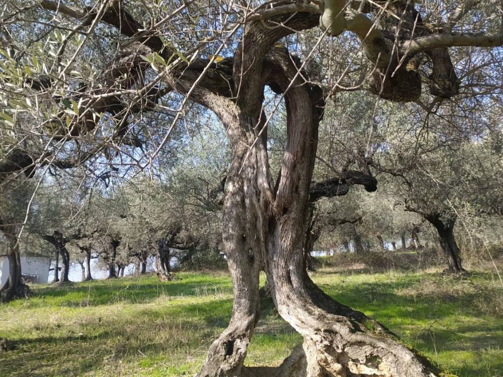 Terreno a Loreto aprutino in Contrada Marzengo, 4 - Foto 4