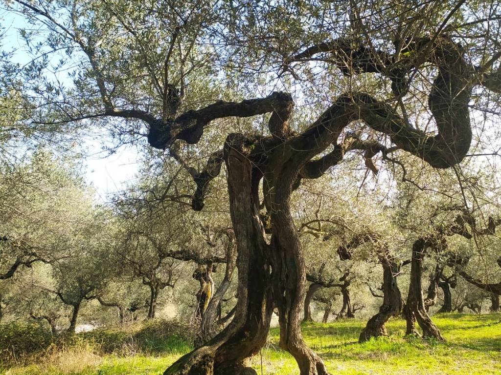 Terreno a Loreto aprutino in Contrada Marzengo, 4 - Foto 5