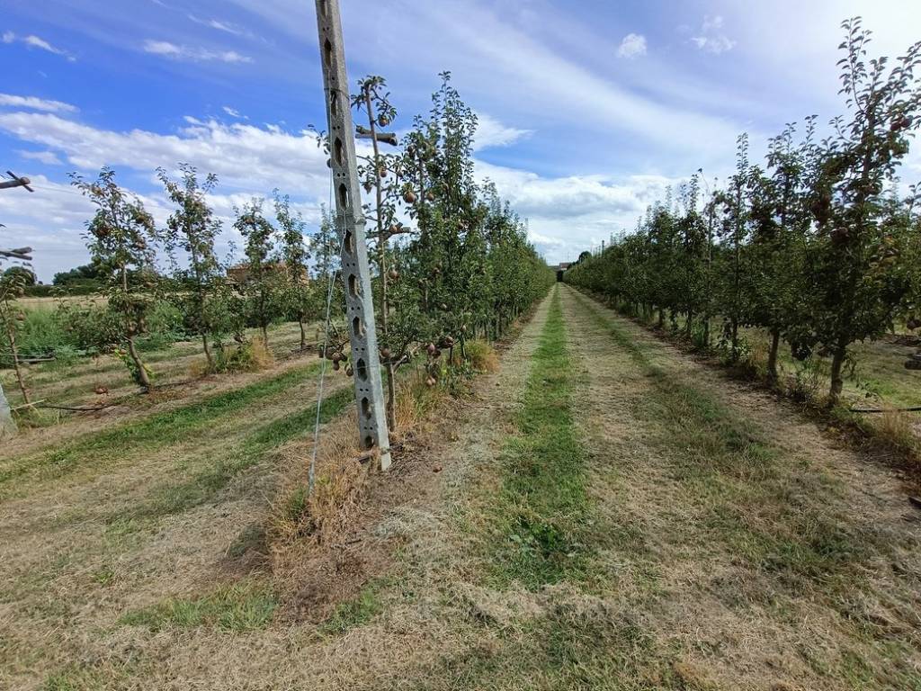 Terreno a Lugo in Via Lombardina - Foto 5