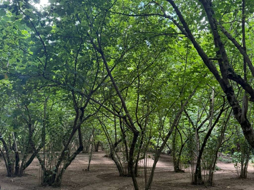 Terreno a Avellino in Via Giuseppe Zigarelli - Foto 2