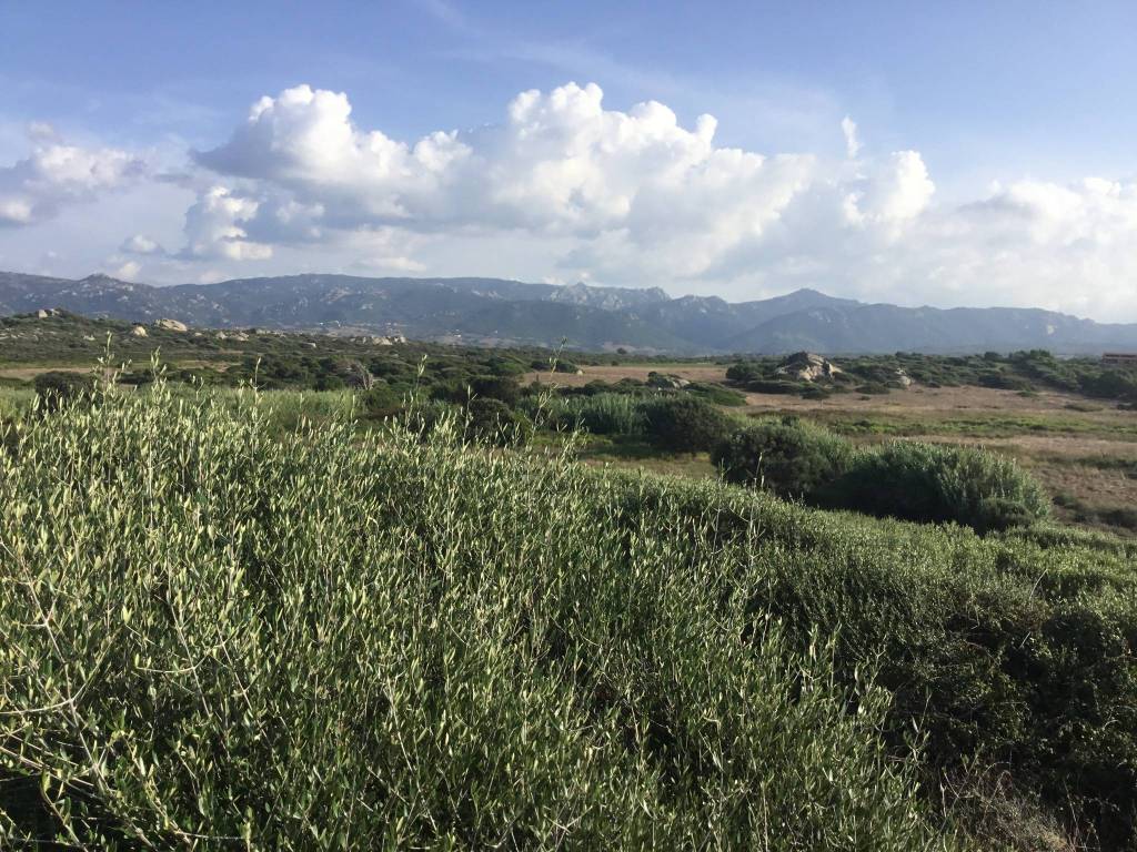 Terreno a Aglientu in Loc. Rocca Ruia - Foto 5