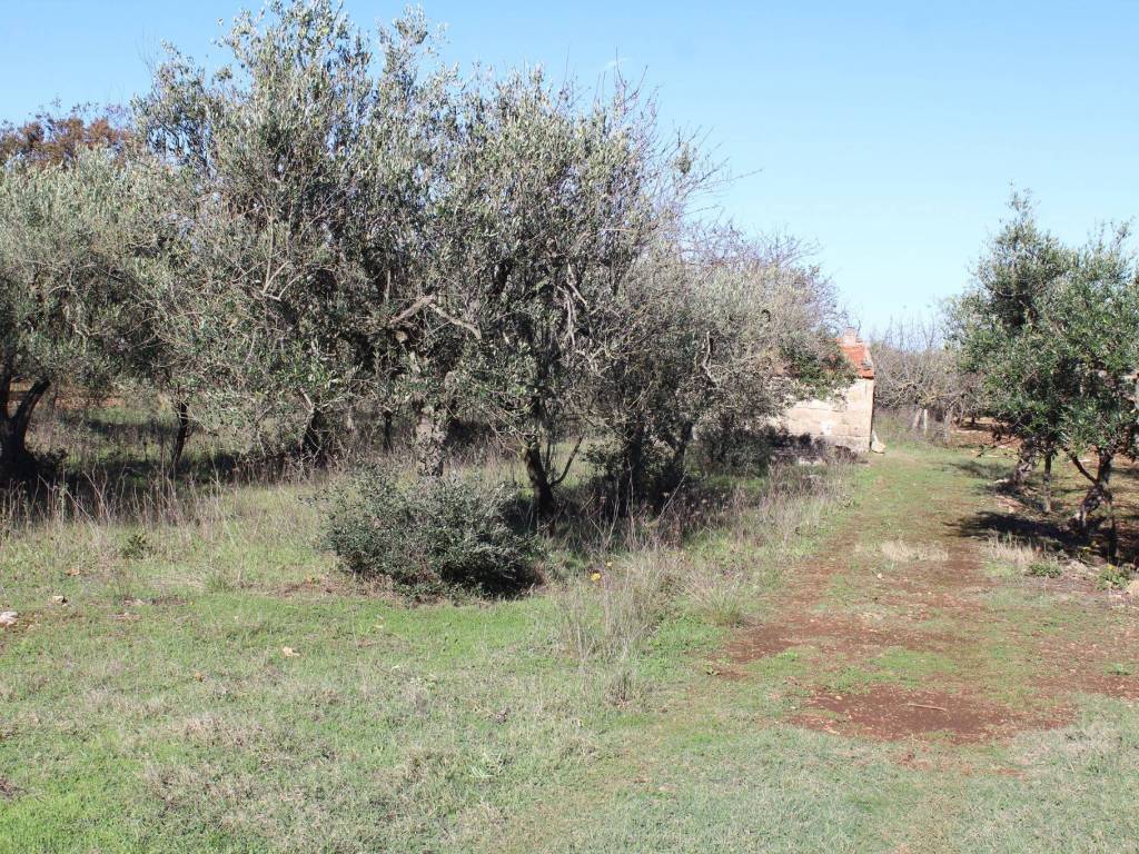Terreno a Santeramo in colle - Foto 3