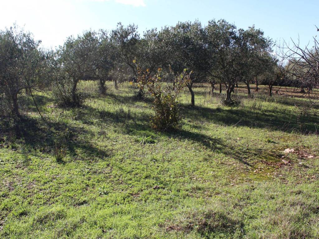 Terreno a Santeramo in colle - Foto 4