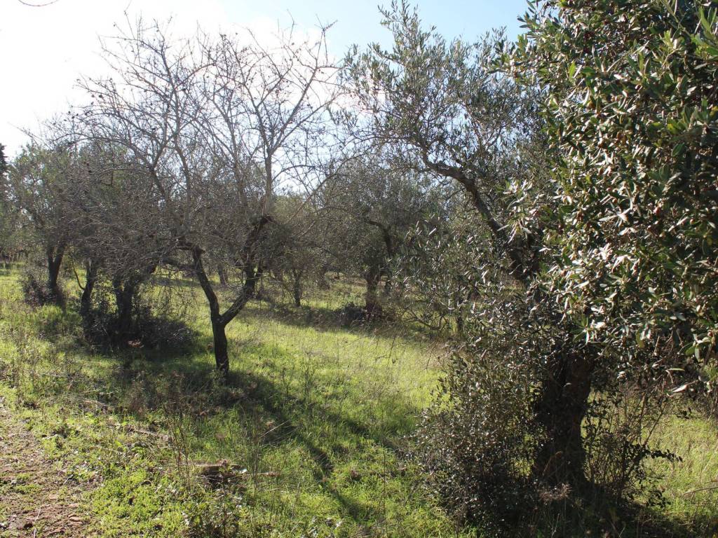 Terreno a Santeramo in colle - Foto 5